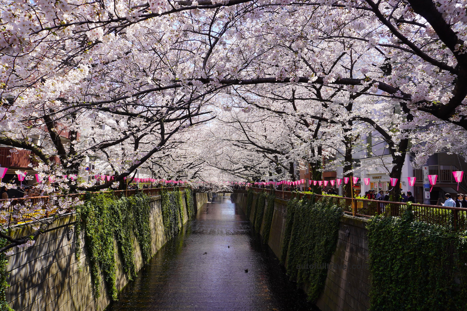 สองฝั่งแม่น้ำ เมกูโระ ชมซากุระกว่า 800 ต้น แหล่งท่องเที่ยวสุดฮิต ชานกรุงโตเกียว
